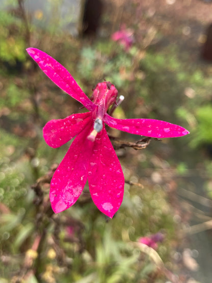 Lobelia Russian Princess - Champion Plants