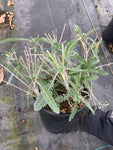 Achillea Moonshine - Champion Plants