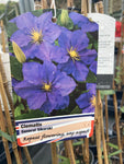 Clematis General Sikorski - Champion Plants