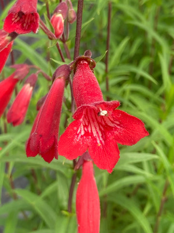 Penstemon Windsor Red - Champion Plants