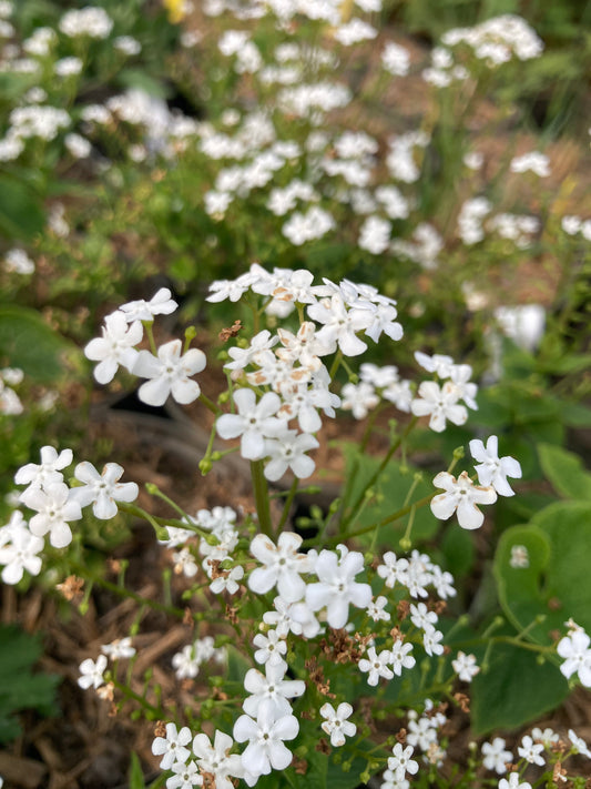 Brunnera macrophylla Betty Bowring - Champion Plants