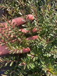 Hebe Champagne - Champion Plants