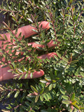 Hebe Champagne - Champion Plants