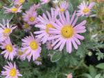Chrysanthemum Clara Curtis - Champion Plants