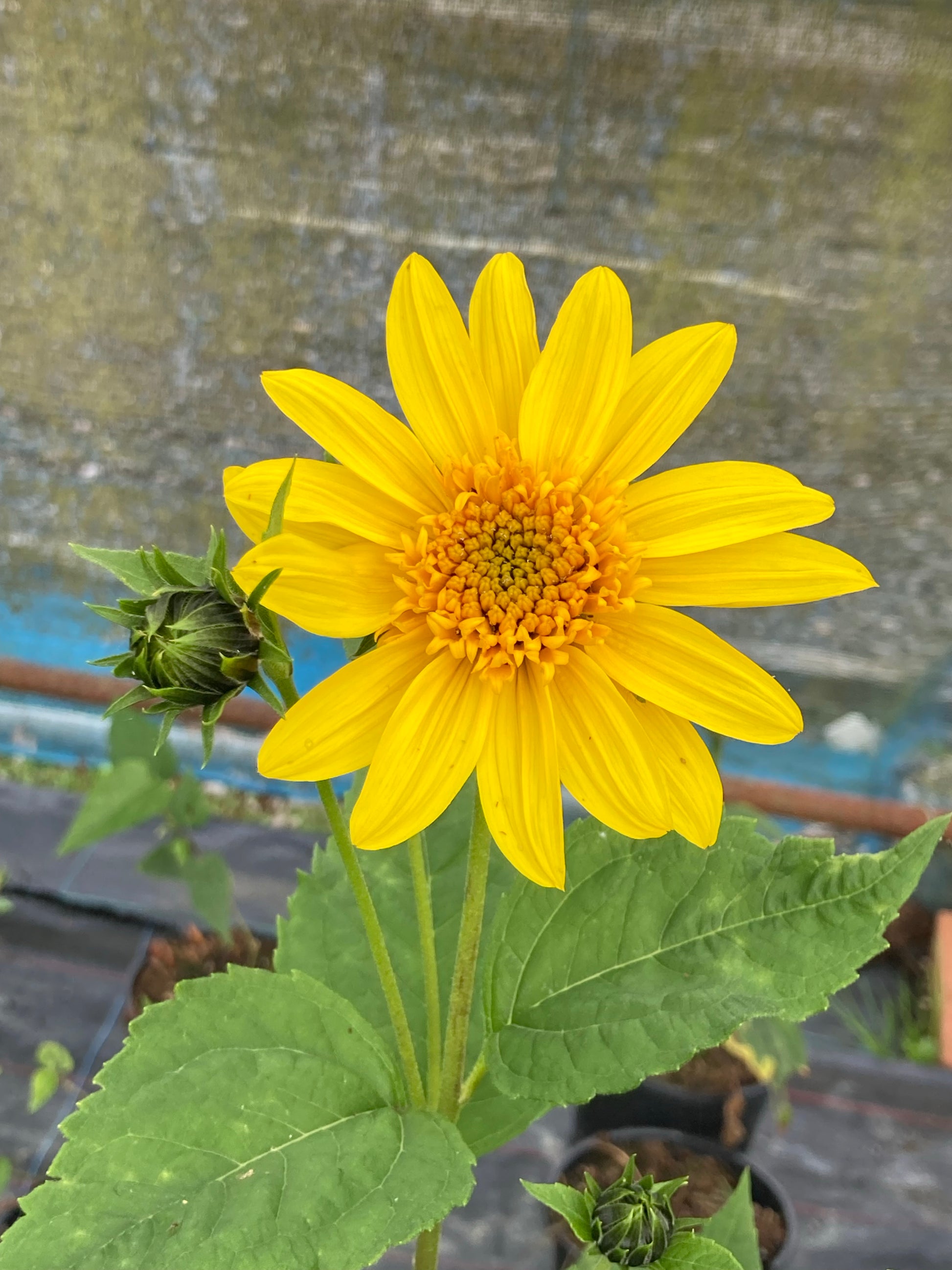 Helianthus Capenoch Star - Champion Plants