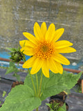 Helianthus Capenoch Star - Champion Plants