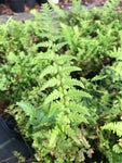 Dryopteris affinis Cristata - AGM - Champion Plants