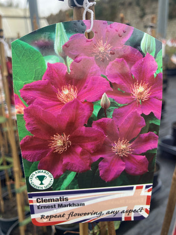 Clematis Ernest Markham - AGM - Champion Plants