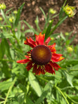 Helenium 'Moerheim Beauty' - AGM - Champion Plants