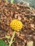 Buddleja (Buddleia) globosa Lemon Ball - Champion Plants
