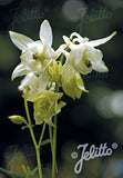 Aquilegia vulgaris Alba (Munstead White) - Champion Plants