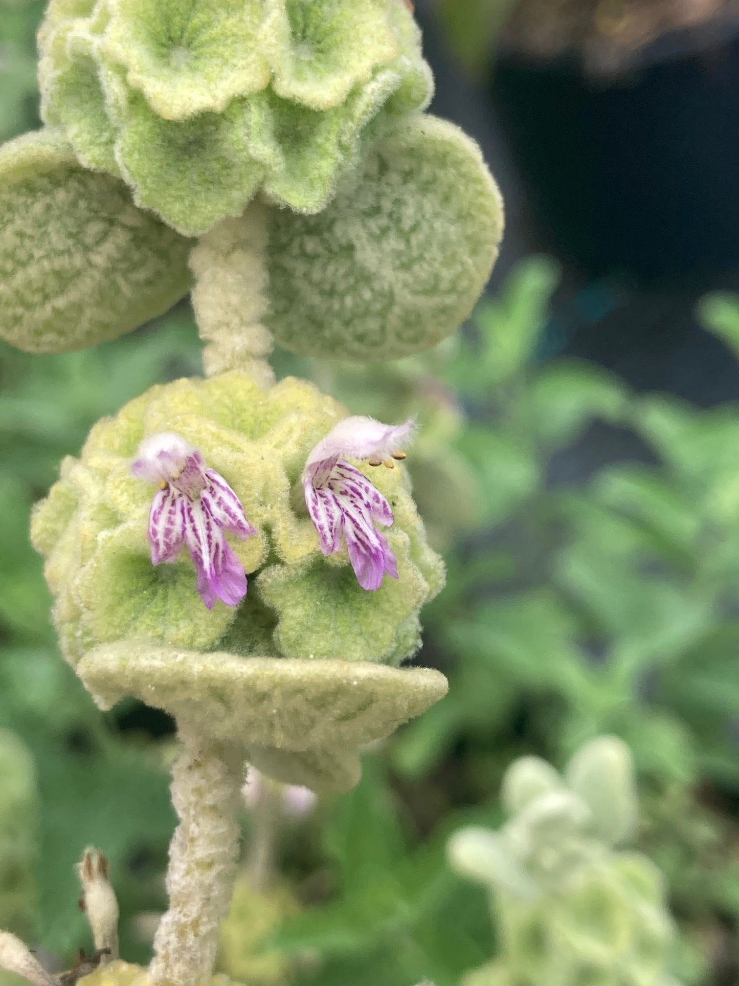Ballota pseudodictamnus - AGM - Champion Plants