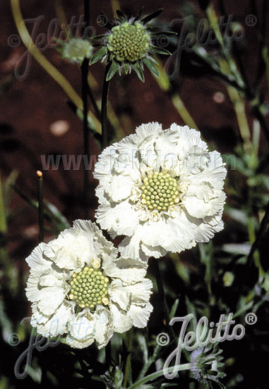 Scabiosa caucasica White Perfection - Champion Plants