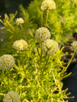 Santolina rosmarinifolia Lemon Fizz - AGM - Champion Plants