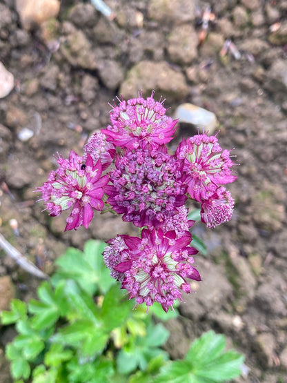 Astrantia major Ruby Cloud - Champion Plants