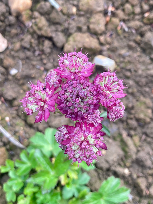 Astrantia major Ruby Cloud - Champion Plants