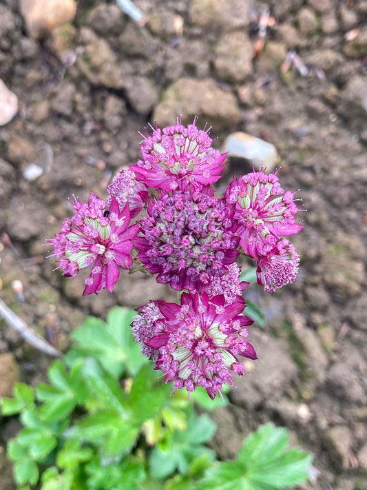 Astrantia Ruby Cloud - Champion Plants