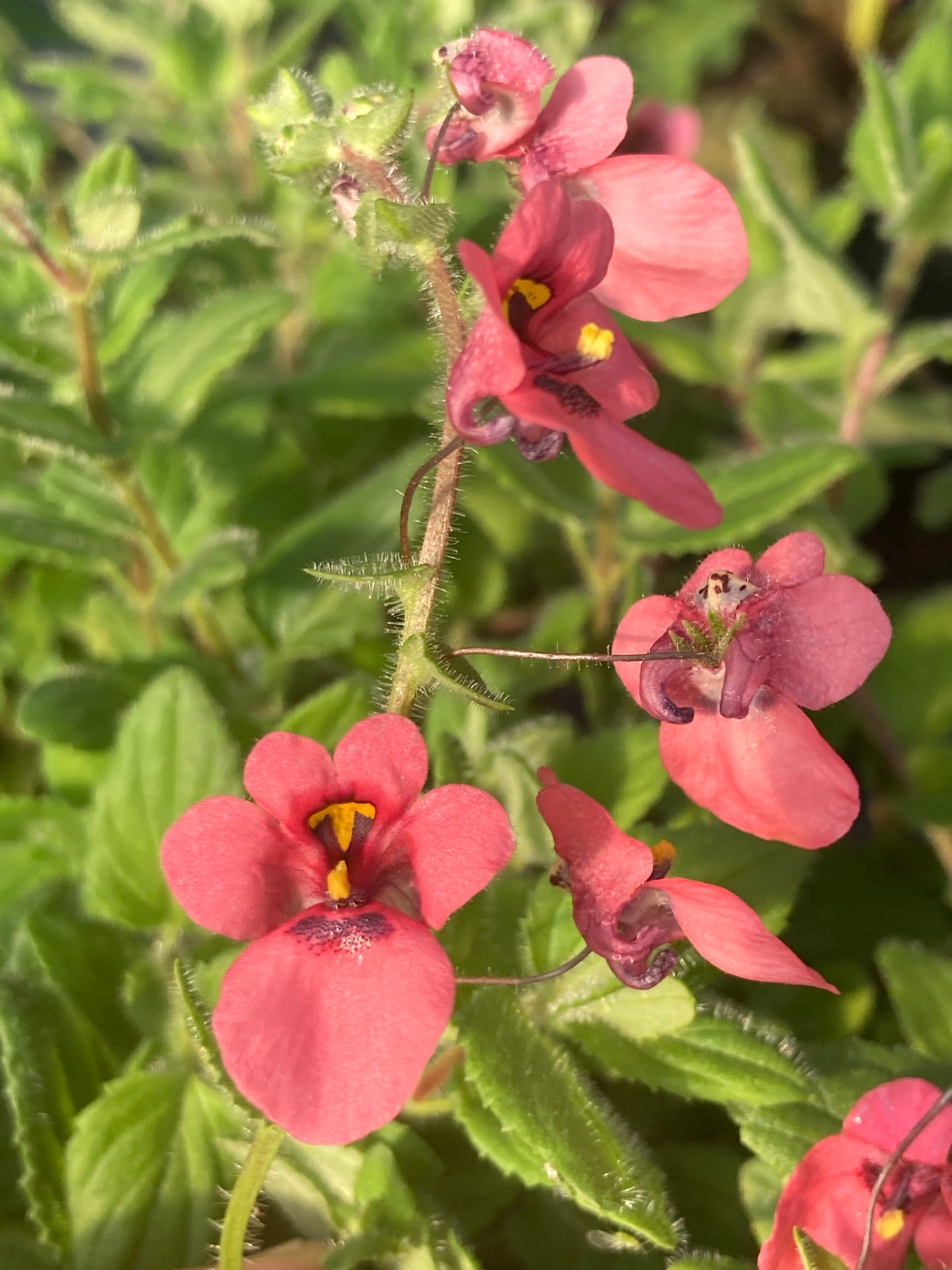 Diascia fetcaniensis 'Daydream' - Champion Plants