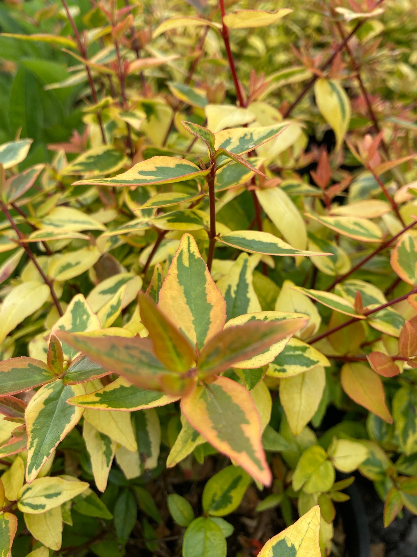 Abelia grandiflora Kaleidoscope - Champion Plants