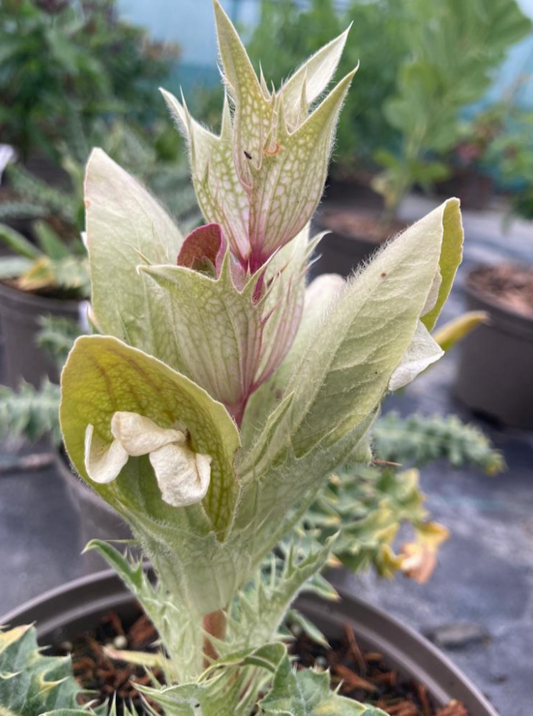 Acanthus hirsutus subsp. syriacus - Champion Plants