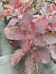 Cotinus Royal Purple - Champion Plants