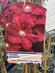 Clematis Westerplatte - Champion Plants