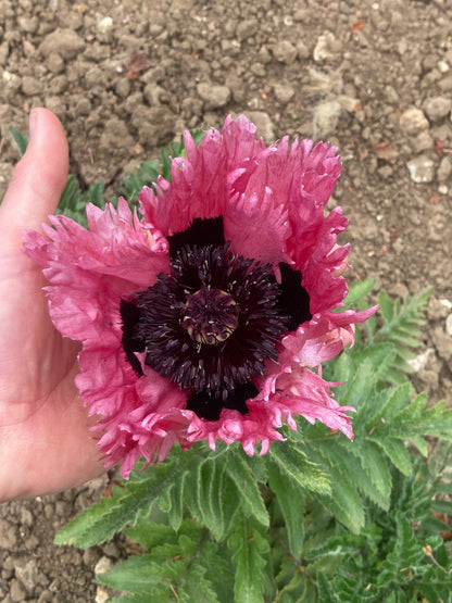 Papaver oriental Patty's Plum - Champion Plants