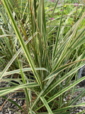 Calamagrostis × acutiflora 'Overdam' - Champion Plants
