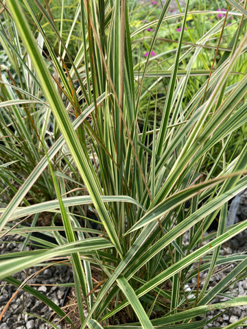 Calamagrostis × acutiflora 'Overdam' - Champion Plants