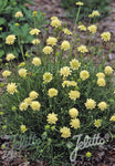 Scabiosa ochroleuca Moon Dance - Champion Plants