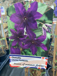 Clematis Lilacina Floribunda - Champion Plants