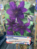Clematis Lilacina Floribunda - Champion Plants