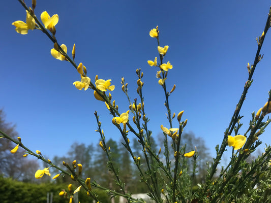 Cytisus Allgold - Champion Plants