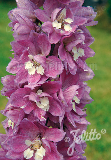 Delphinium Pacific Giants Astolat - Champion Plants