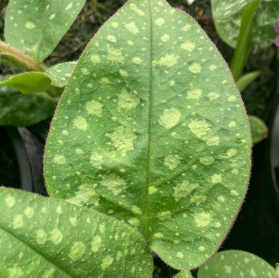 Pulmonaria Dora Bielefeld - Champion Plants