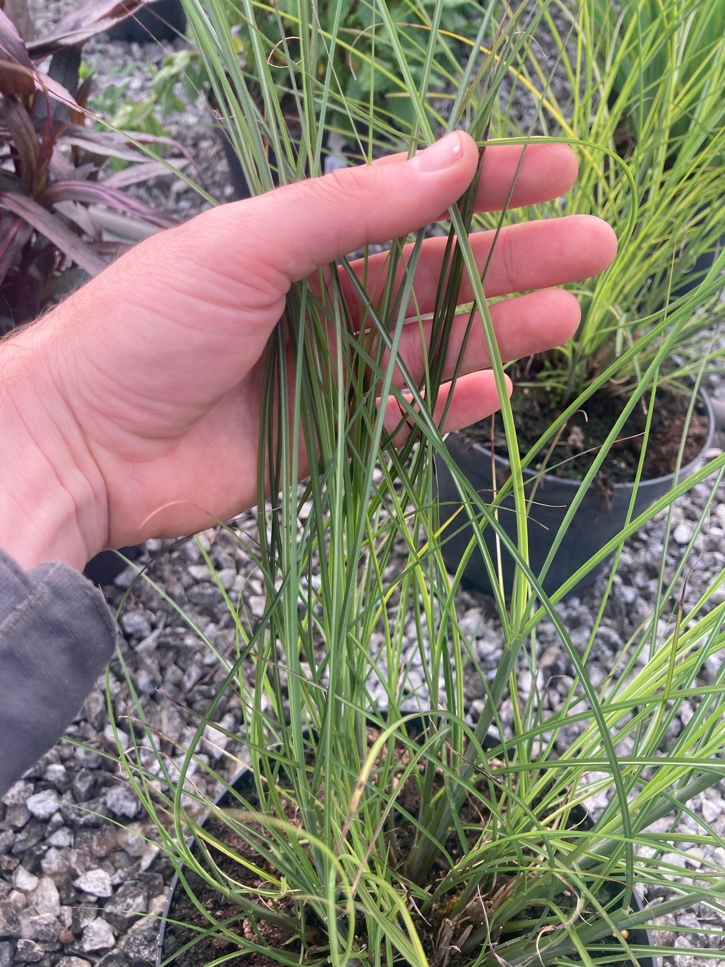 Miscanthus Klein - Champion Plants