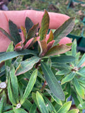 Euphorbia x martinii - Champion Plants