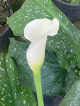 Zantedeschia albomaculata (Arum Lily Calla Lily) - Champion Plants