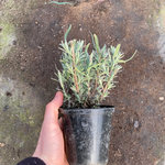 Lavandula angustifolia Munstead (Lavender) - Champion Plants