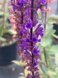 Salvia nemorosa Caradonna - AGM - Champion Plants