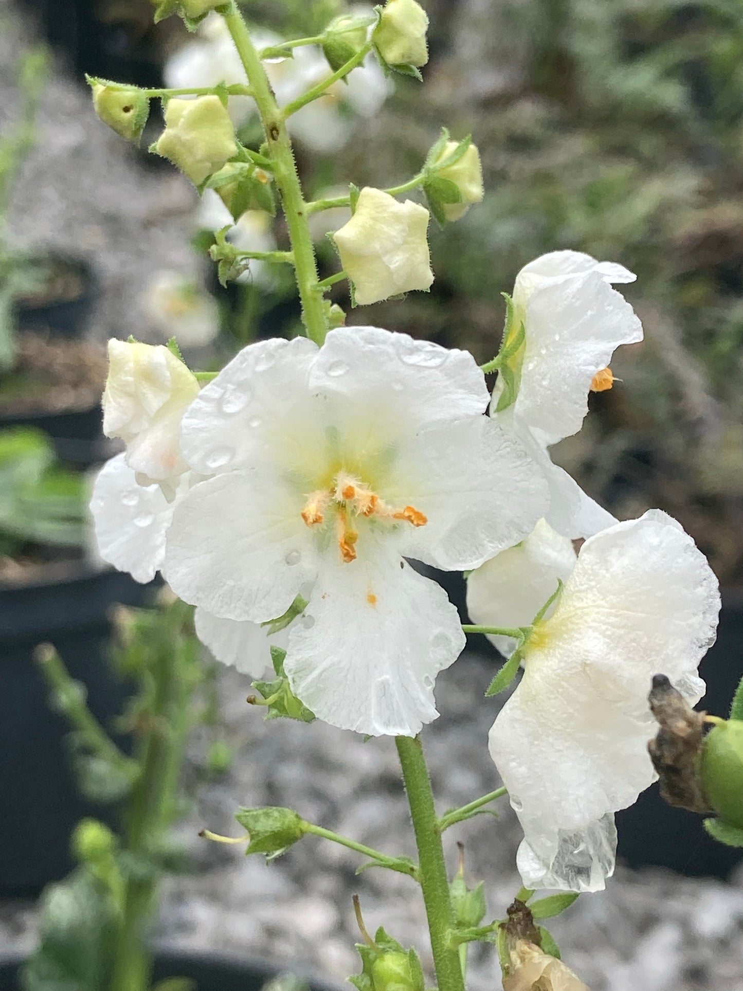 Verbascum phoeniceum 'Flush of White' - Champion Plants