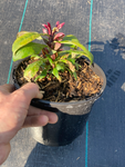 Phlox paniculata Pink Flame - Champion Plants