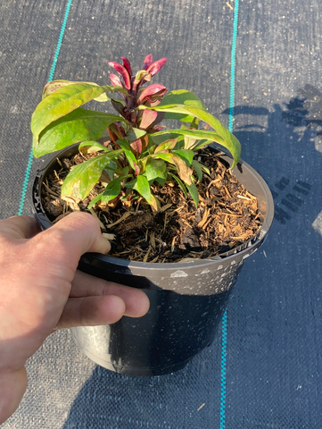 Phlox paniculata Pink Flame - Champion Plants