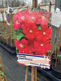 Clematis Cardinal Wyszynski - Champion Plants
