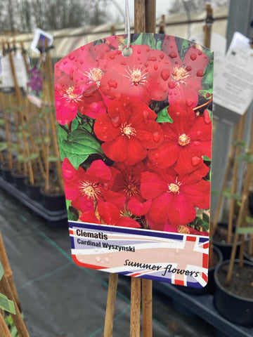 Clematis Cardinal Wyszynski - Champion Plants