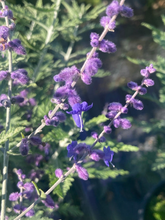 Perovskia Blue Spire - Champion Plants