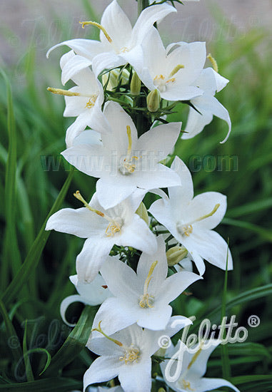 Campanula pyramidalis Alba - Champion Plants