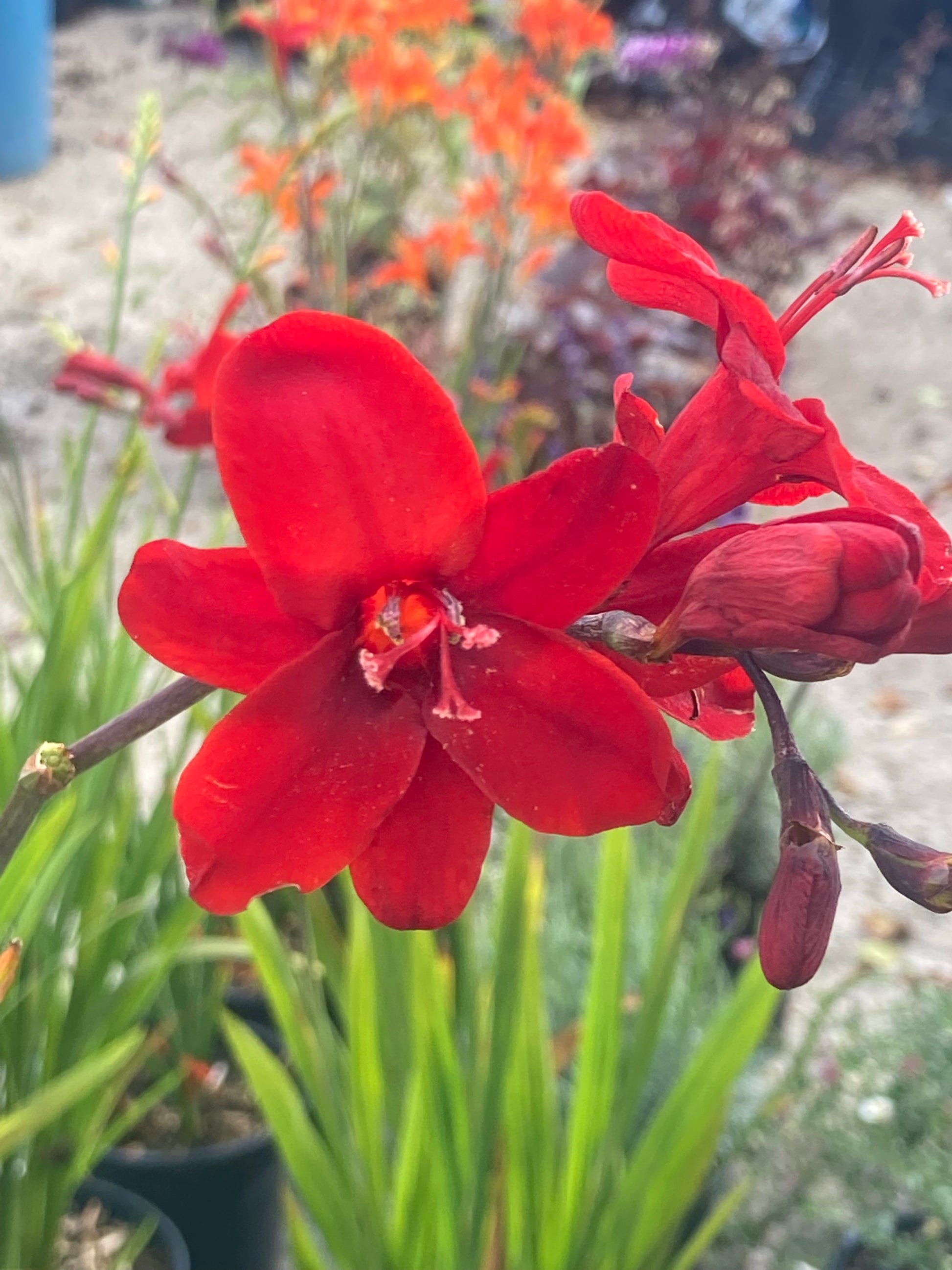 Crocosmia Hellfire - Champion Plants