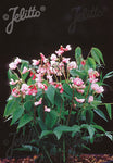 Lathyrus vernus Rosenelfe - Champion Plants
