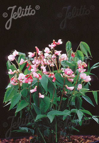 Lathyrus vernus Rosenelfe - Champion Plants